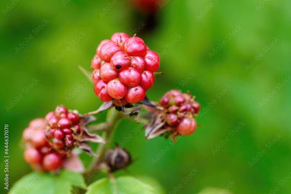 Closeup of unripe blackberries