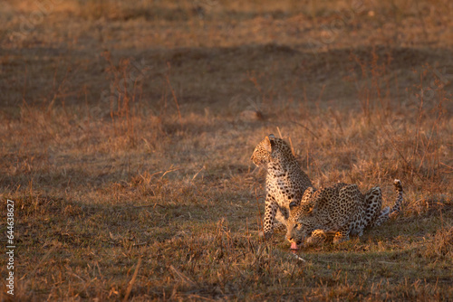 A mother leopard drinks in the golden afternoon light while its baby cub stands watche beside her, Kanana, Okavango Delta, Botswana. photo