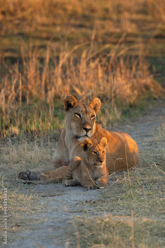 A lioness and her cub watches a wilderbeest move past them in the warm morning light.Okavango Delta, Botswana. A lioness and her cub watches a wilderbeest move past them in the warm morning light.Okavango Delta, Botswana.