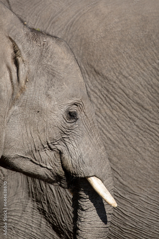 A side profile of an African Elephants face showing long eyelashes, eye