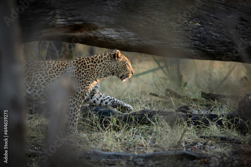 The last rays of light illuminate the face and wiskers of a leopard who is hunting in the undergrowth in Kanana, Okavango Delta, Botswana.
