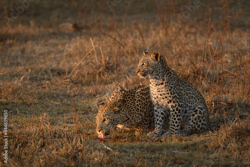 A mother and cub leopard take turns to have a drink in the warm afternoon light in Kanana, Okavango Delta, Botswana.
