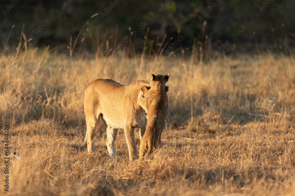A lioness plays with her young cub in the open savannah of the Okavango Delta. Botswana. A lioness plays with her young cub in the open savannah of the Okavango Delta. Botswana.