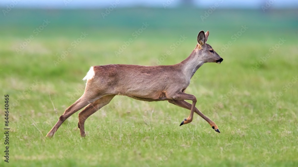 Roe deer (Capreolus capreolus) female, in natural habitat Roe deer (Capreolus capreolus) female, in natural habitat