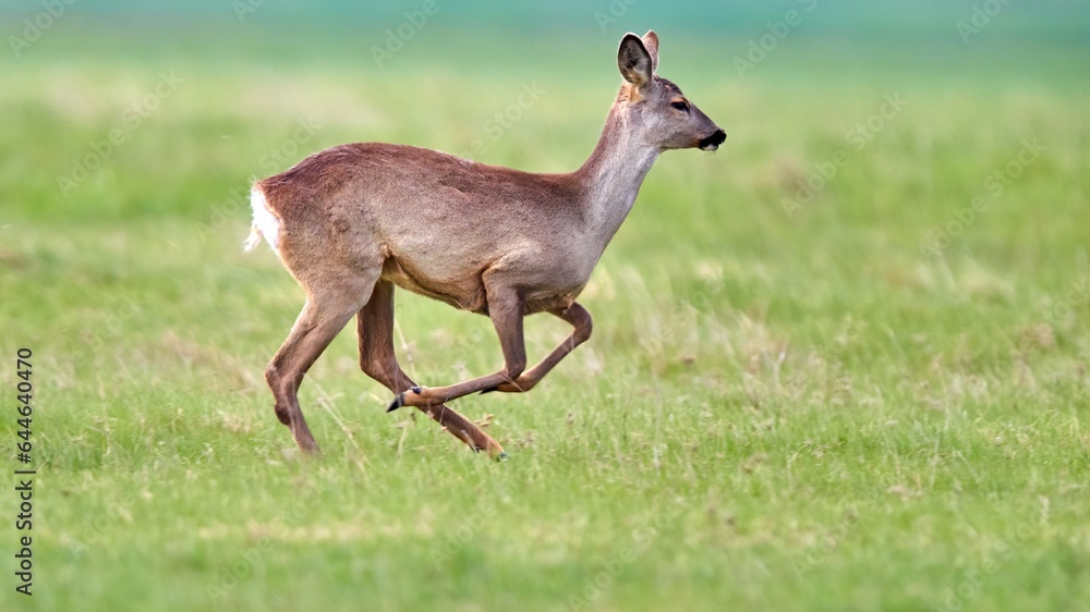 Roe deer (Capreolus capreolus) female, in natural habitat