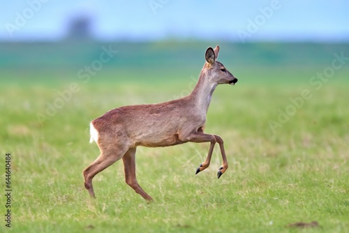 Roe deer  Capreolus capreolus  female  in natural habitat