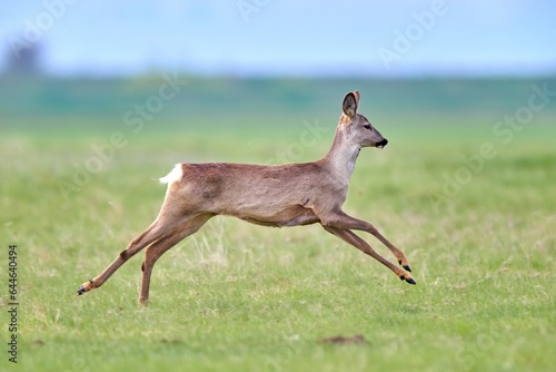 Roe deer  Capreolus capreolus  female  in natural habitat
