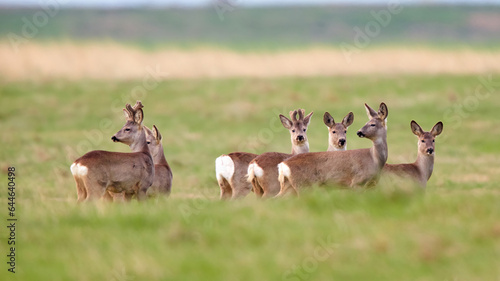 Wild roe deer herd in a field  Capreolus capreolus 