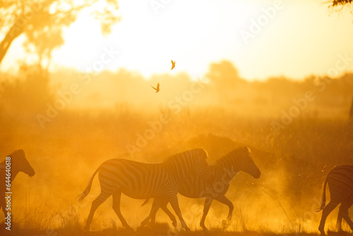 Bright sunlight illuminates dust as a herd of zebra run through it. Kanana  Okavango Delta.