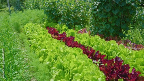 Lettuce leaves grow in the garden