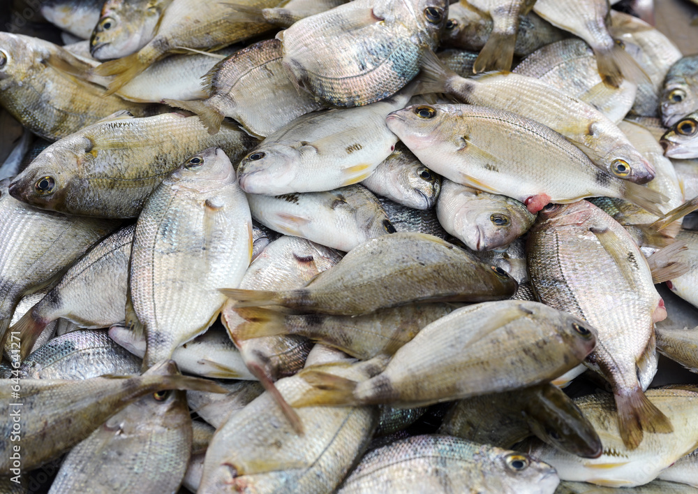 Heap of fresh gilt-head sea bream (Sparus aurata) for sale on the stall of a fisherman at the fish market, full frame background, selected focus