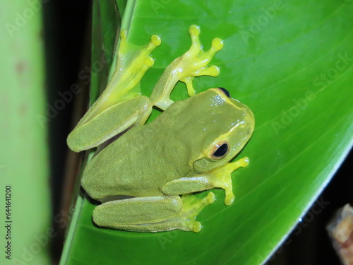 Litoria Gracilenta - Dainty Green Tree Frog photo