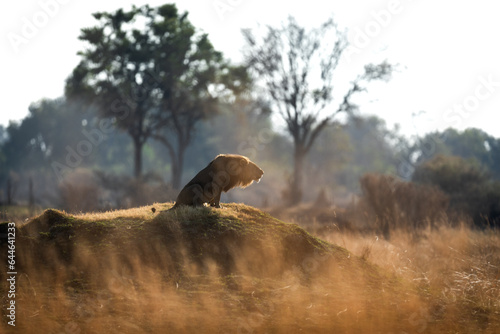 A male lion roars to his pride after a morning patrol in open savannah in Kanana, Okavango Delta, Botswana. photo