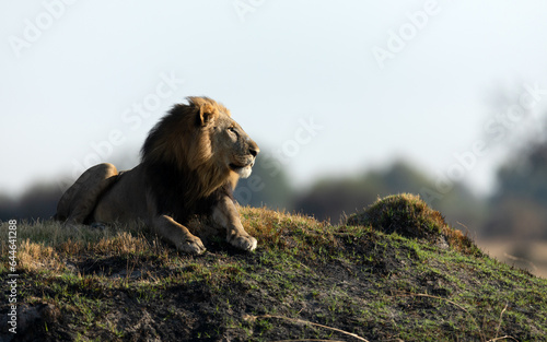 A male lion rests in the golden morning light in Kanana, Okavango Delta, Botswana.