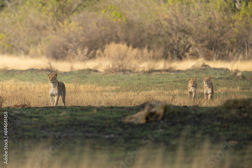 Fototapeta Naklejka Na Ścianę i Meble -  Three lionesses survey the open savannah on a hunting mission in the Kanana concession of the Okavango Delta, Botswana.