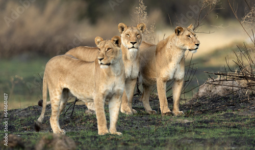 Three lionesses survey the open savannah on a hunting mission in the Kanana concession of the Okavango Delta, Botswana.