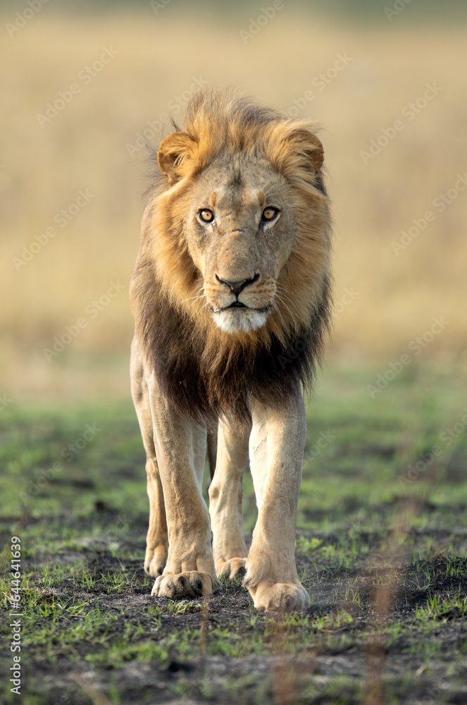 A strong male lion walks through open savannah in the Okavango Delta, Botswana. He along with his pride later caught a warthog for a small morning meal. A strong male lion walks through open savannah in the Okavango Delta, Botswana. He along with his pride later caught a warthog for a small morning meal.