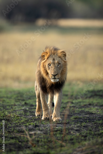 A strong male lion walks through open savannah in the Okavango Delta, Botswana. He along with his pride later caught a warthog for a small morning meal.