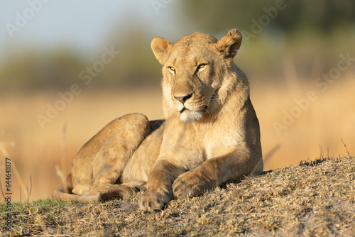 A lone lion on a grassy mound soaks up the warm morning light after a long night hunting in Kanana, Okavango Delta, Botswana. © 2630ben