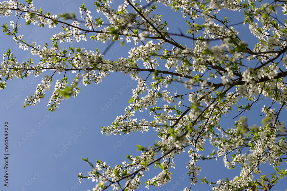 white cherry blossoms in the spring season, beautiful cherry white cherry blossoms in the spring season, beautiful cherry