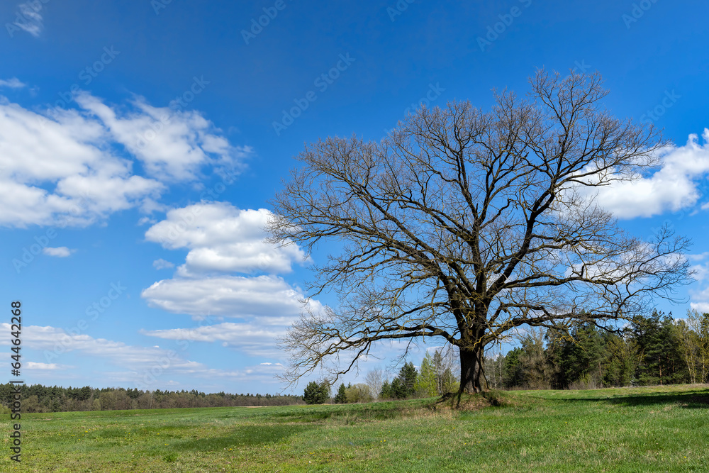 old oak in early spring without green foliage old oak in early spring without green foliage