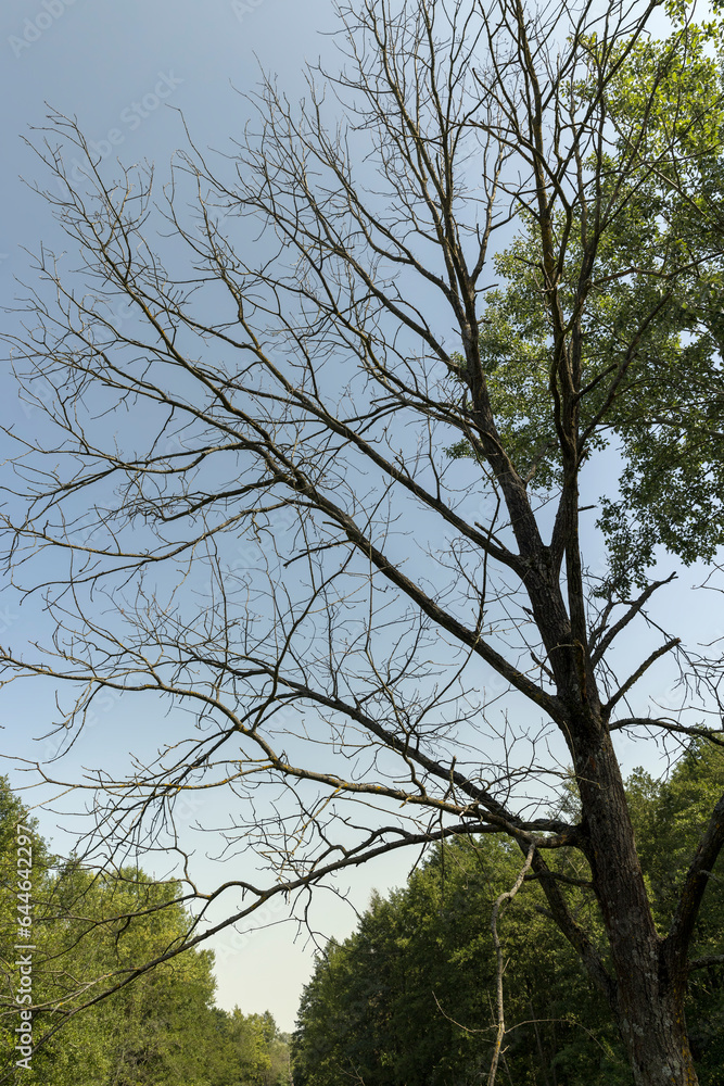 Fototapeta premium Different trees growing together in the forest