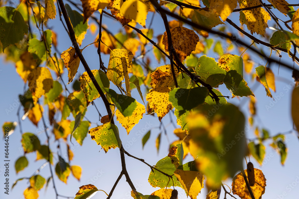 Birch forest with trees with yellow and green foliage Birch forest with trees with yellow and green foliage