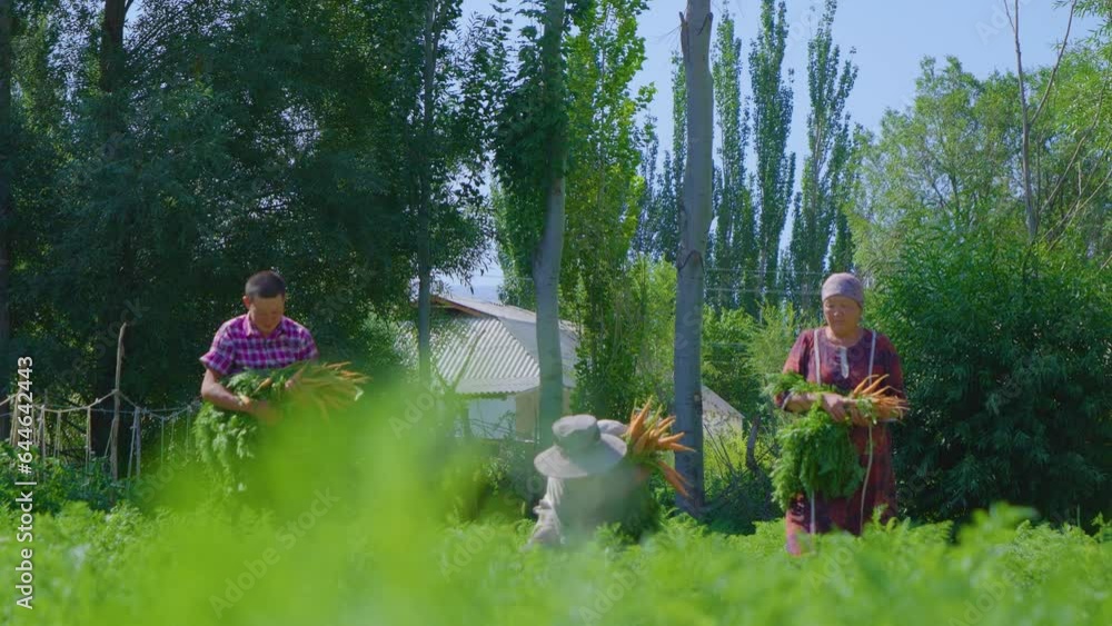 Workers harvest carrots and carry them away Workers harvest carrots and carry them away