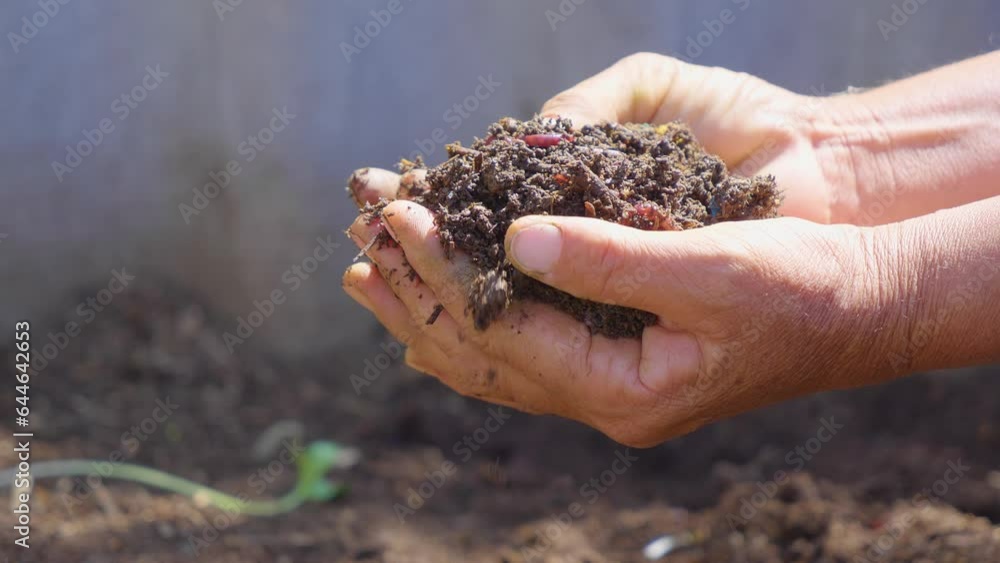 Hands holding worms with earth farmer shows in his hands a group of earthworms production of vermicompost from household food waste Hands holding worms with earth farmer shows in his hands a group of earthworms production of vermicompost from household food waste