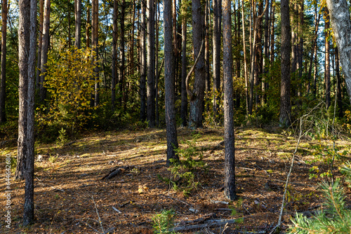 Autumn forest with trees during leaf fall