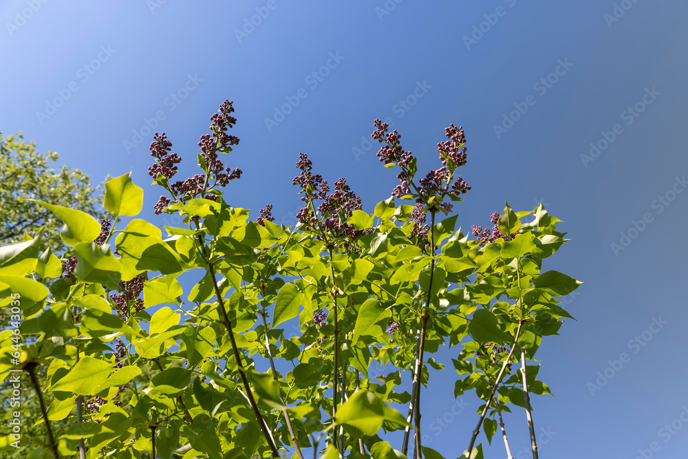 a blooming lilac tree with green foliage in the spring season a blooming lilac tree with green foliage in the spring season