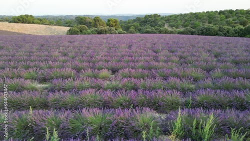 Aerial view of vast lavender fields in the Valensole region, Southern France