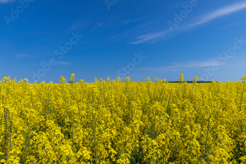 rapeseed blooming with yellow flowers in the spring season
