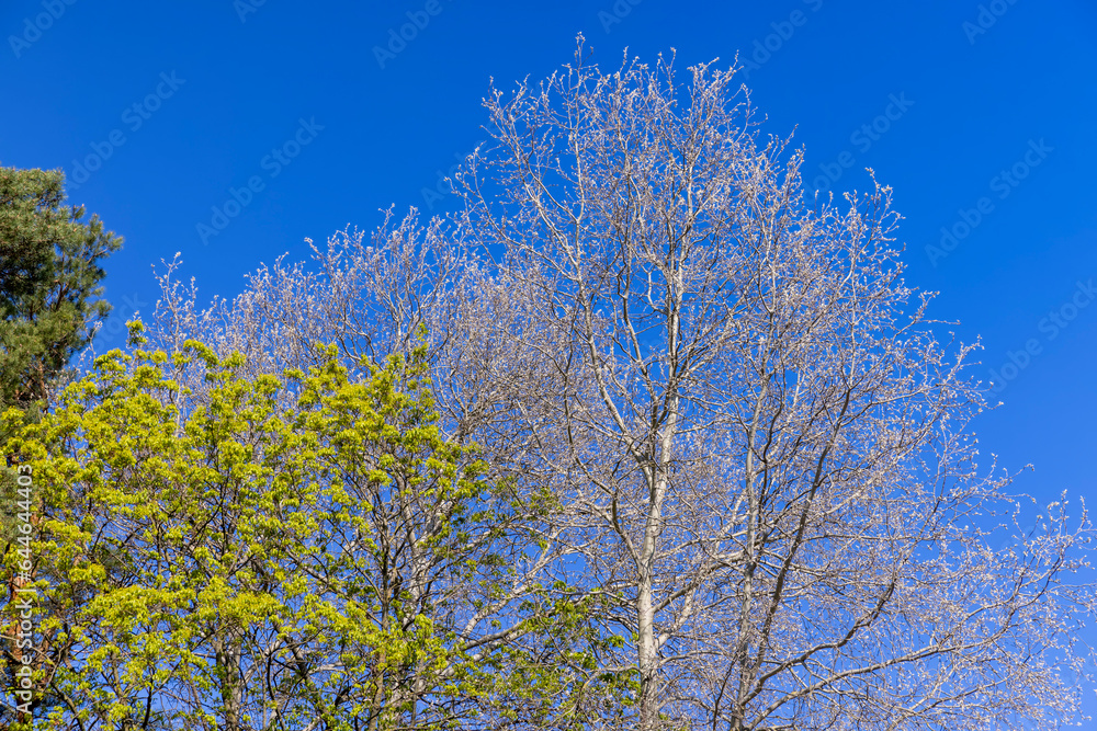 deciduous trees in the forest in the spring season deciduous trees in the forest in the spring season