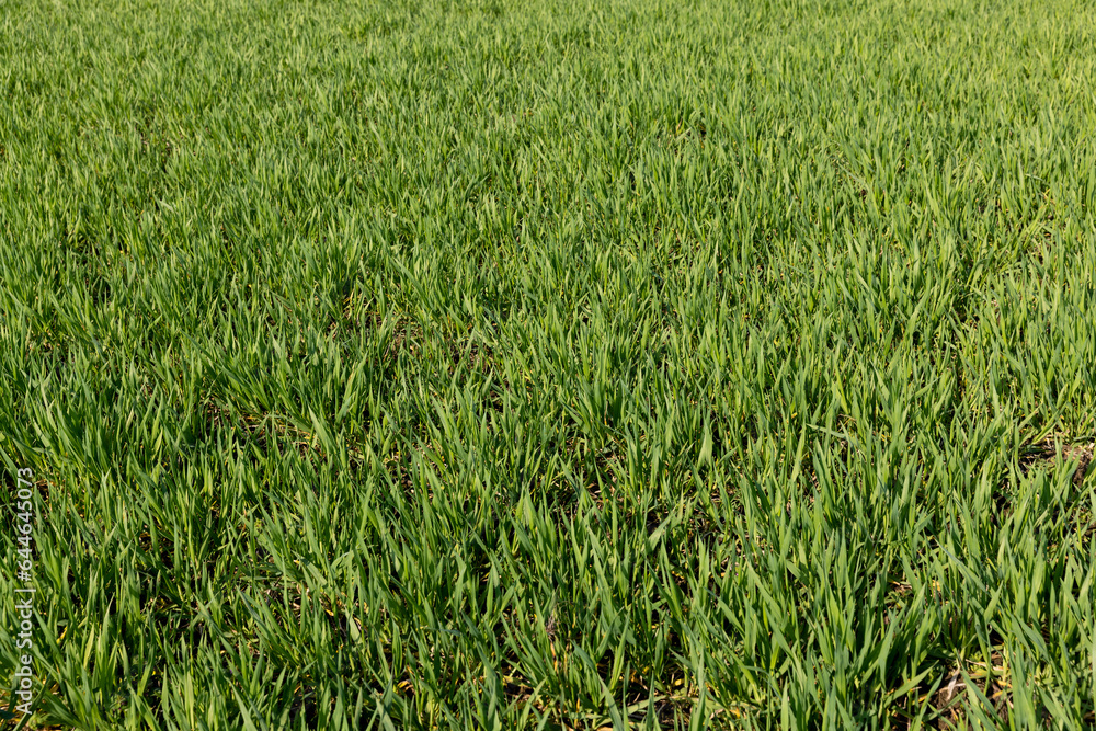 a new wheat crop in the spring season, new sprouts a new wheat crop in the spring season, new sprouts