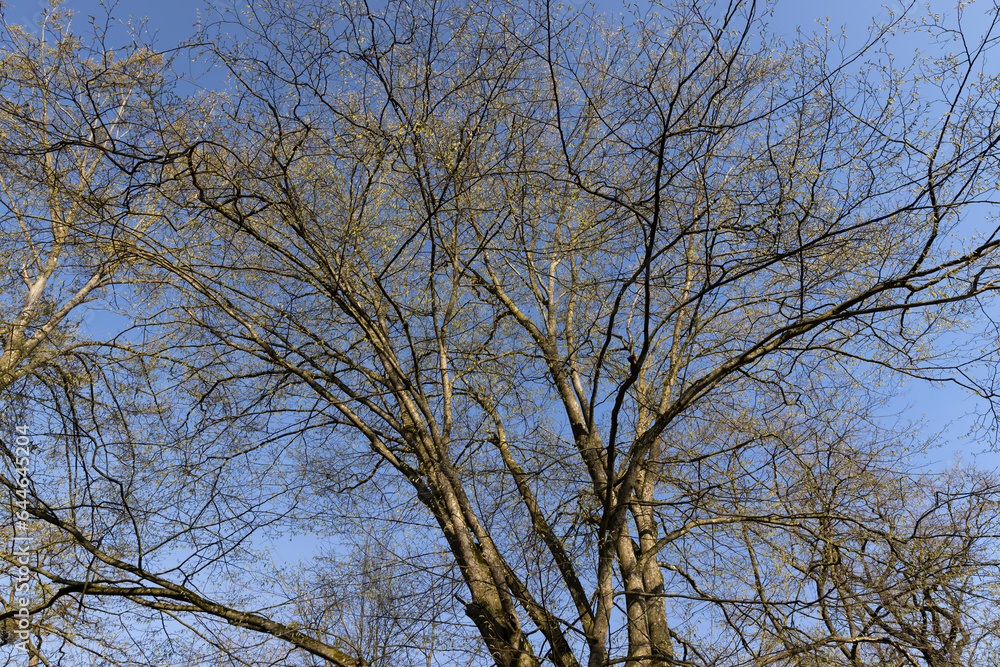 deciduous trees in the forest in the spring season deciduous trees in the forest in the spring season
