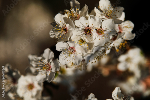 Branch with white flowers of cherry close-up. Beautiful picture of spring nature.