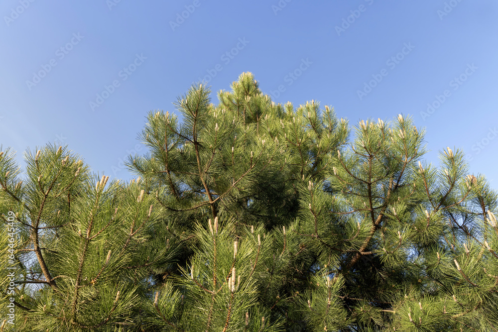 long pine needles in the spring season, close-up of pine long pine needles in the spring season, close-up of pine