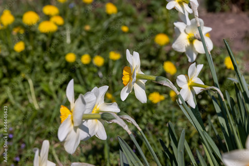 spring flowers daffodils in sunny weather spring flowers daffodils in sunny weather