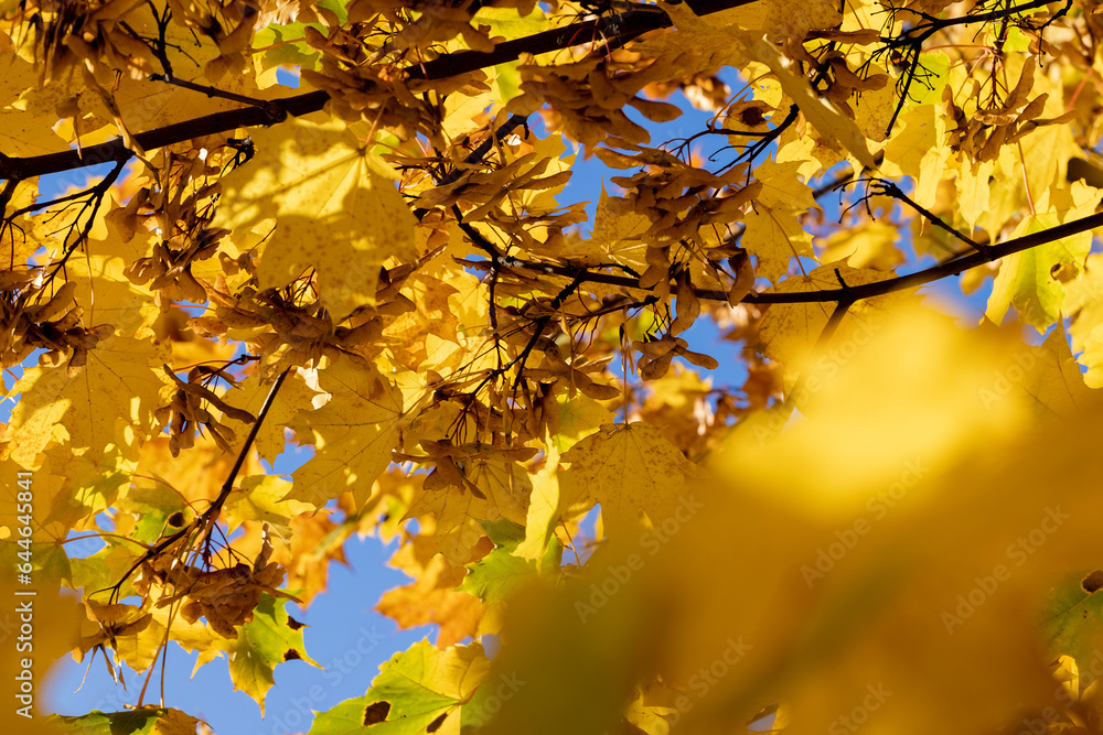 Maple foliage that has changed color in autumn Maple foliage that has changed color in autumn