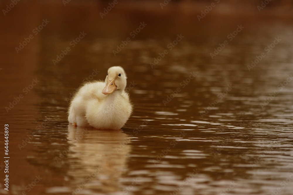 Ducky having a golden bath Ducky having a golden bath