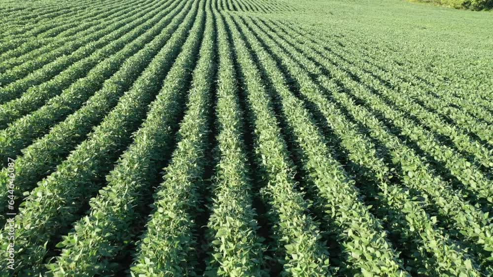 Aerial Video of Soybean Farming Field in Kentucky: Stunning Views of Lush Green Summer Crops Aerial Video of Soybean Farming Field in Kentucky: Stunning Views of Lush Green Summer Crops
