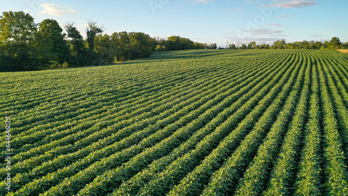 Aerial Summer Soybean Farming Field in Kentucky: Stunning Drone Views of Lush Green Crops
