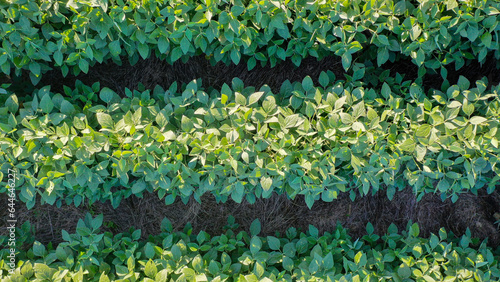 Aerial Summer Soybean Farming Field in Kentucky: Stunning Drone Views of Lush Green Crops