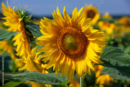 A large number of sunflowers blooming in the field in summer