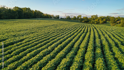 Aerial Summer Soybean Farming Field in Kentucky  Stunning Drone Views of Lush Green Crops