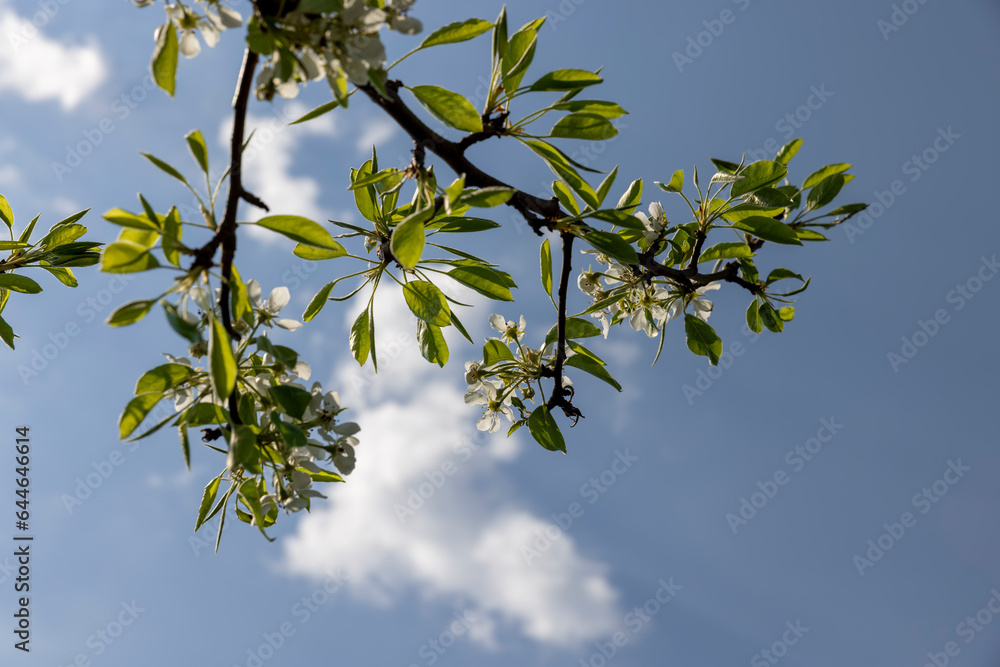 blooming berry cherry in the spring season