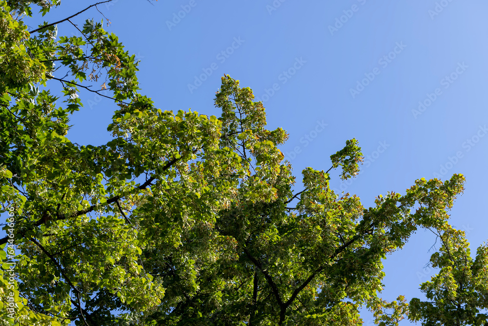 Fototapeta premium High linden tree in summer
