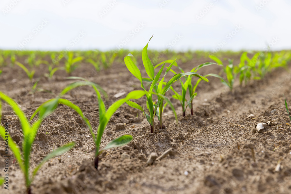 green corn sprouts in the spring season, an agricultural field green corn sprouts in the spring season, an agricultural field