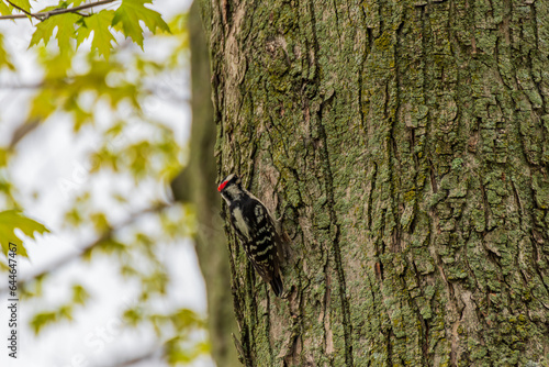Downy Woodpecker Working On A Maple Tree In Spring In Wisconsin
